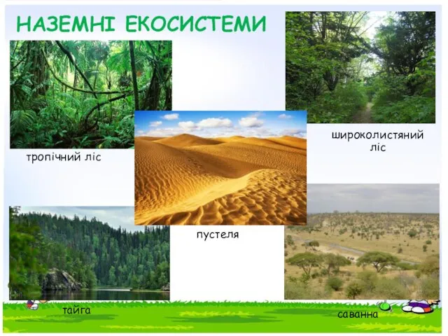 НАЗЕМНІ ЕКОСИСТЕМИ тропічний ліс широколистяний ліс тайга пустеля саванна