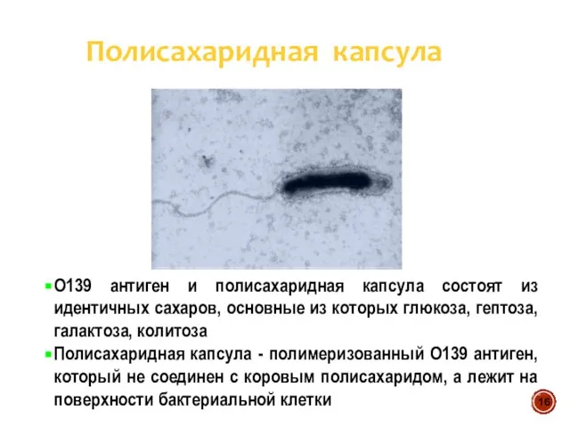 О139 антиген и полисахаридная капсула состоят из идентичных сахаров, основные из которых
