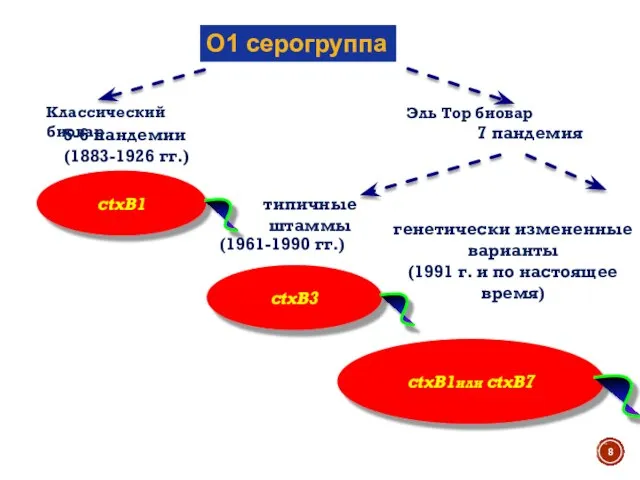 О1 серогруппа Классический биовар Эль Тор биовар 7 пандемия 5-6 пандемии (1883-1926