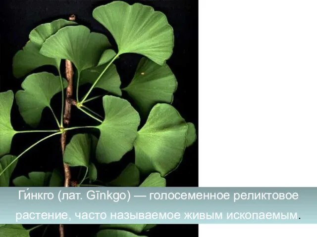 Ги́нкго (лат. Gīnkgo) — голосеменное реликтовое растение, часто называемое живым ископаемым.