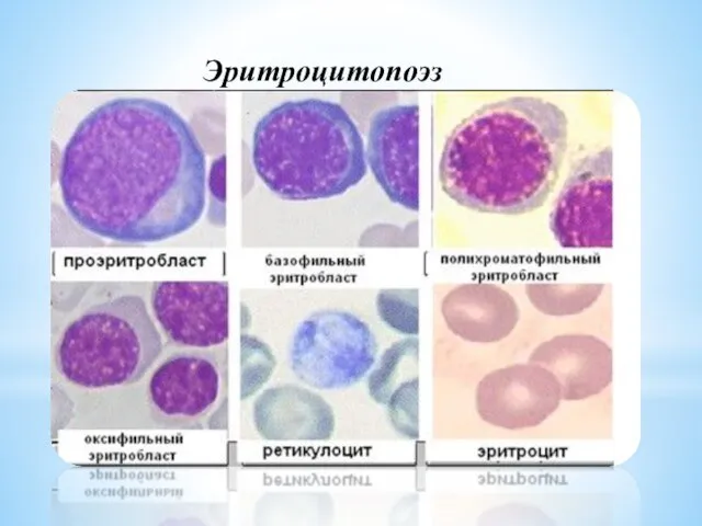 Эритроцитопоэз