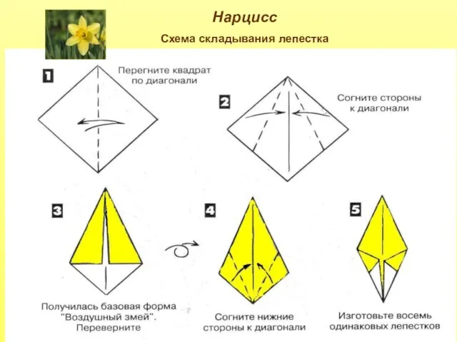 Нарцисс Схема складывания лепестка