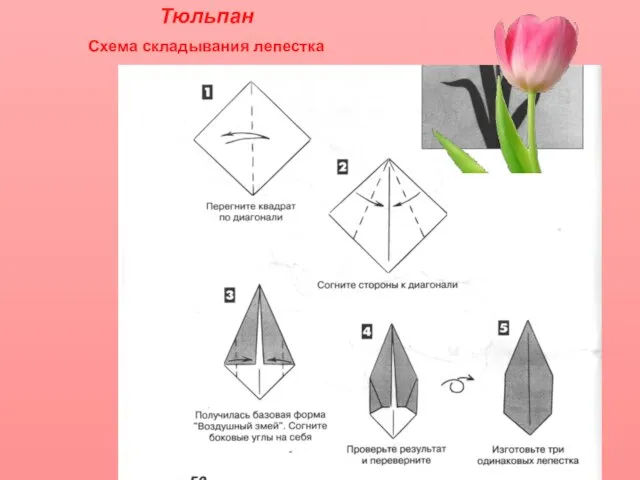 Тюльпан Схема складывания лепестка