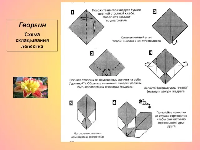 Георгин Схема складывания лепестка