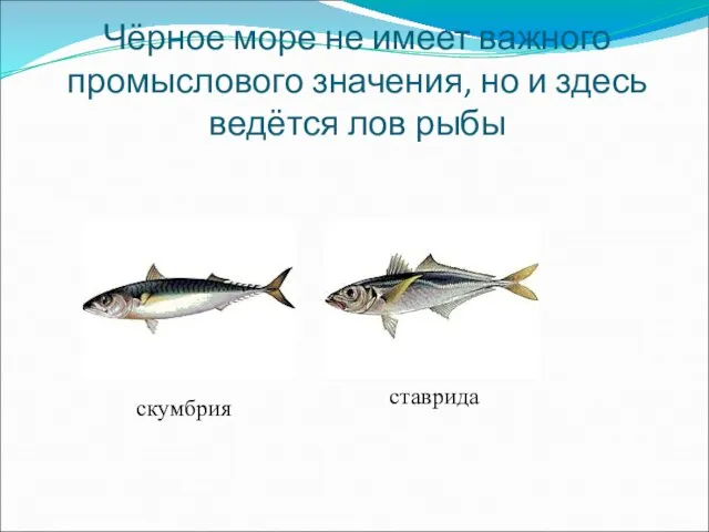 Чёрное море не имеет важного промыслового значения, но и здесь ведётся лов рыбы скумбрия ставрида