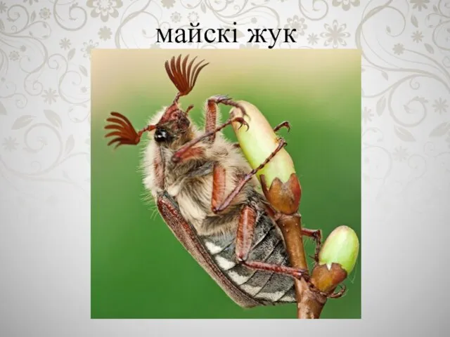 майскі жук