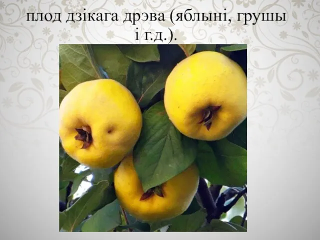 плод дзікага дрэва (яблыні, грушы і г.д.).