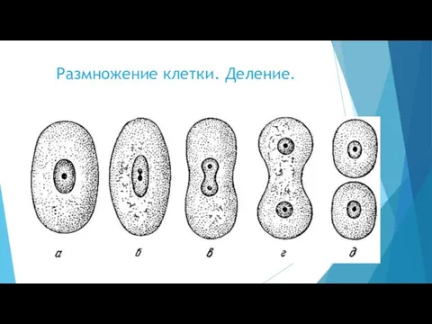 Размножение клетки. Деление.