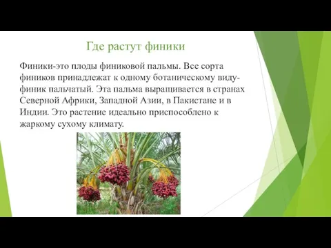 Где растут финики Финики-это плоды финиковой пальмы. Все сорта фиников принадлежат к