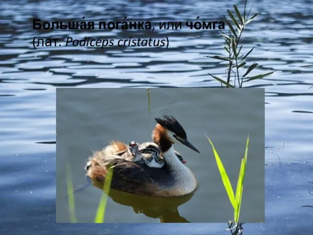 Больша́я пога́нка, или чо́мга (лат. Podiceps cristatus)