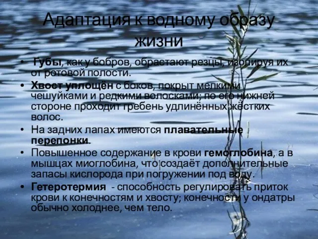 Адаптация к водному образу жизни Губы, как у бобров, обрастают резцы, изолируя