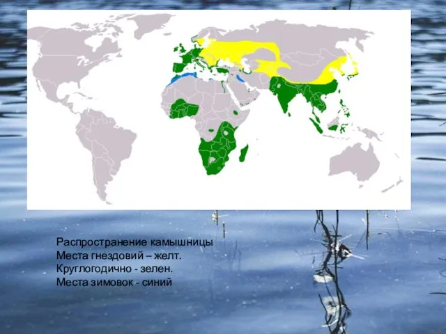 Распространение камышницы Места гнездовий – желт. Круглогодично - зелен. Места зимовок - синий