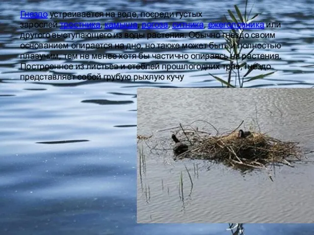 Гнездо устраивается на воде, посреди густых зарослей тростника, камыша, рогоза, ситника, ежеголовника