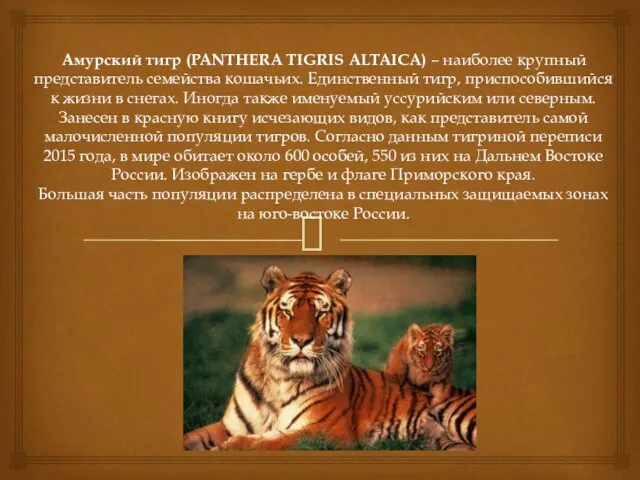 Амурский тигр (PANTHERA TIGRIS ALTAICA) – наиболее крупный представитель семейства кошачьих. Единственный