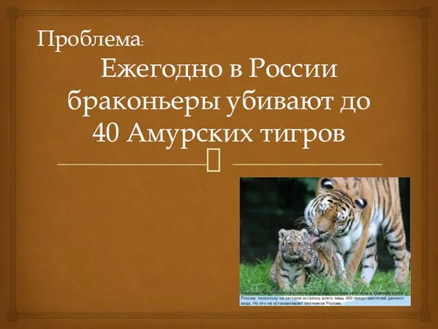 Ежегодно в России браконьеры убивают до 40 Амурских тигров Проблема: