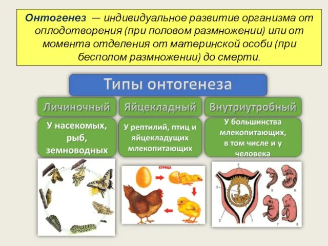 Онтогенез — индивидуальное развитие организма от оплодотворения (при половом размножении) или от