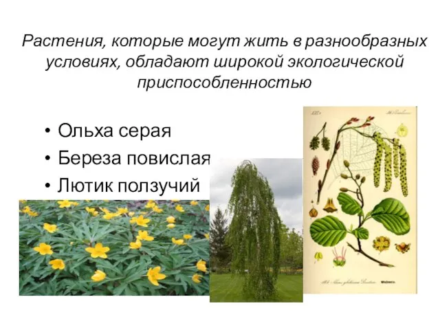 Растения, которые могут жить в разнообразных условиях, обладают широкой экологической приспособленностью Ольха