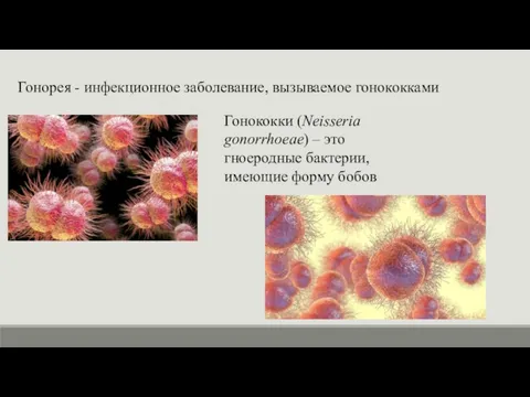 Гонорея - инфекционное заболевание, вызываемое гонококками Гонококки (Neisseria gonorrhoeae) – это гноеродные бактерии, имеющие форму бобов
