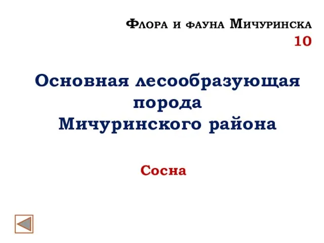 Флора и фауна Мичуринска 10 Основная лесообразующая порода Мичуринского района Сосна