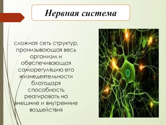 Нервная система сложная сеть структур, пронизывающая весь организм и обеспечивающая саморегуляцию его