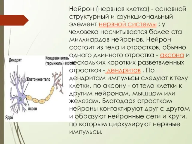 Нейрон (нервная клетка) - основной структурный и функциональный элемент нервной системы ;