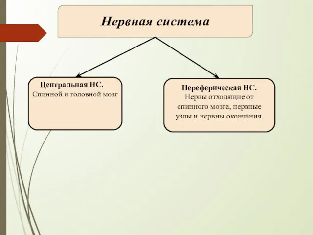 Нервная система Центральная НС. Спинной и головной мозг Переферическая НС. Нервы отходящие