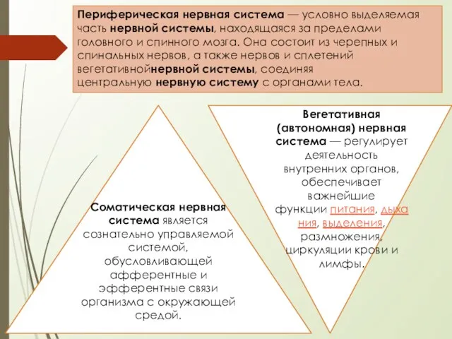 Периферическая нервная система — условно выделяемая часть нервной системы, находящаяся за пределами