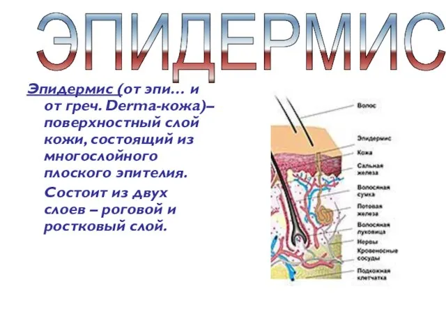 ЭПИДЕРМИС Эпидермис (от эпи… и от греч. Derma-кожа)– поверхностный слой кожи, состоящий