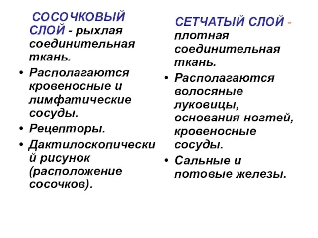 СОСОЧКОВЫЙ СЛОЙ - рыхлая соединительная ткань. Располагаются кровеносные и лимфатические сосуды. Рецепторы.