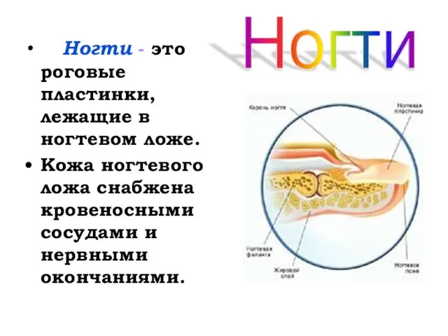 Ногти - это роговые пластинки, лежащие в ногтевом ложе. Кожа ногтевого ложа