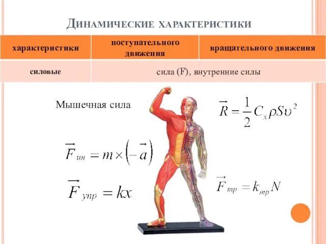 Динамические характеристики Мышечная сила