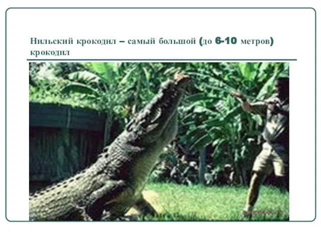 Нильский крокодил – самый большой (до 6-10 метров) крокодил