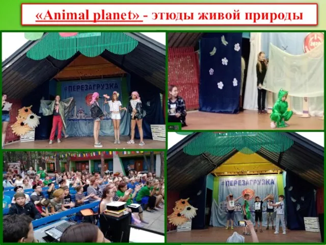 «Animal planet» - этюды живой природы