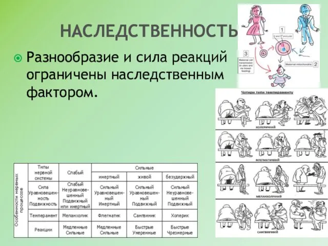 НАСЛЕДСТВЕННОСТЬ Разнообразие и сила реакций ограничены наследственным фактором.