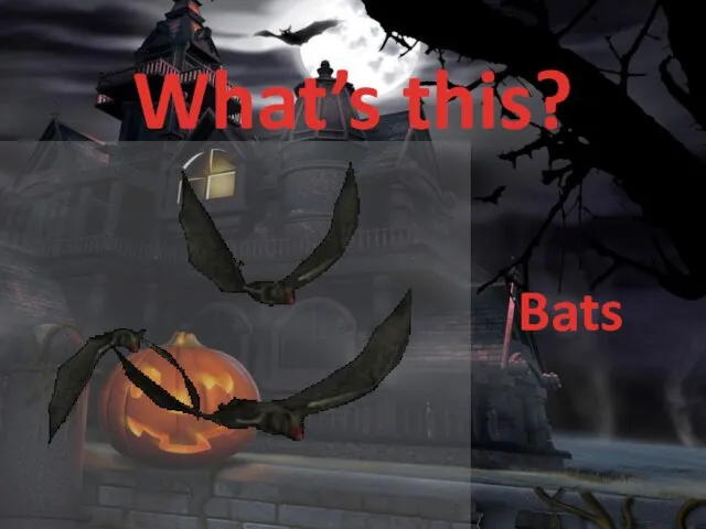 What’s this? Bats