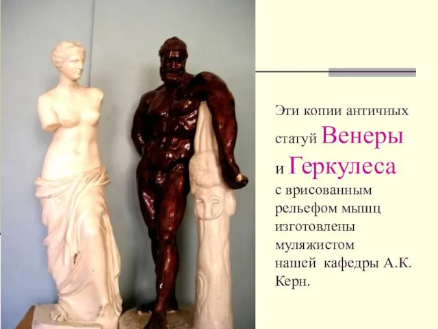 Эти копии античных статуй Венеры и Геркулеса с врисованным рельефом мышц изготовлены муляжистом нашей кафедры А.К.Керн.