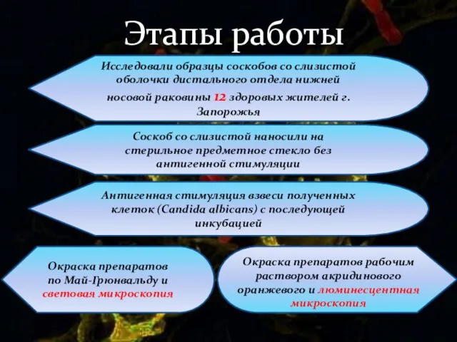 Этапы работы Исследовали образцы соскобов со слизистой оболочки дистального отдела нижней носовой