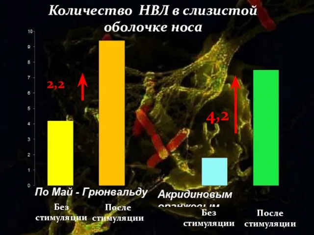 После стимуляции По Май-Грюнвальду Акридиновым оранжевым Без стимуляции После стимуляции После стимуляции