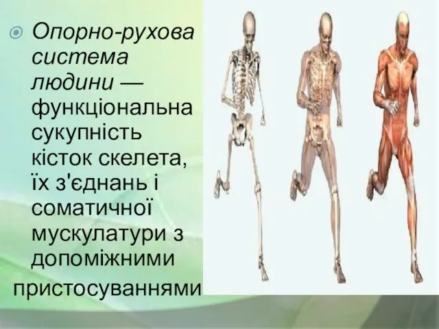 Опорно-рухова система людини — функціональна сукупність кісток скелета, їх з'єднань і соматичної мускулатури з допоміжними пристосуваннями