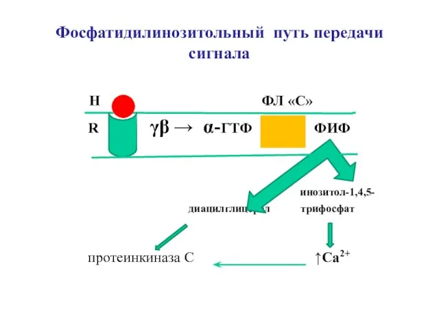 Фосфатидилинозитольный путь передачи сигнала H ФЛ «С» R γβ → α-ГТФ ФИФ