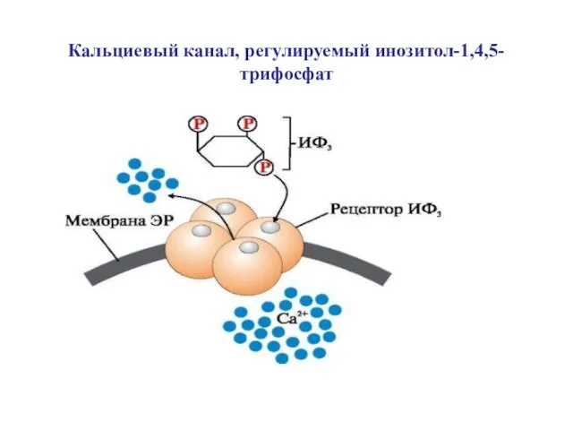 Кальциевый канал, регулируемый инозитол-1,4,5-трифосфат