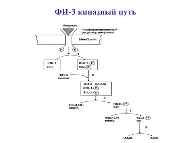 ФИ-3 киназный путь