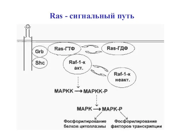 Ras - сигнальный путь