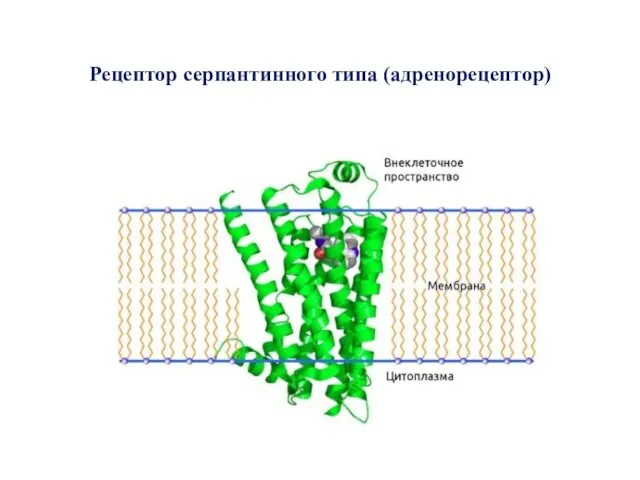 Рецептор серпантинного типа (адренорецептор)