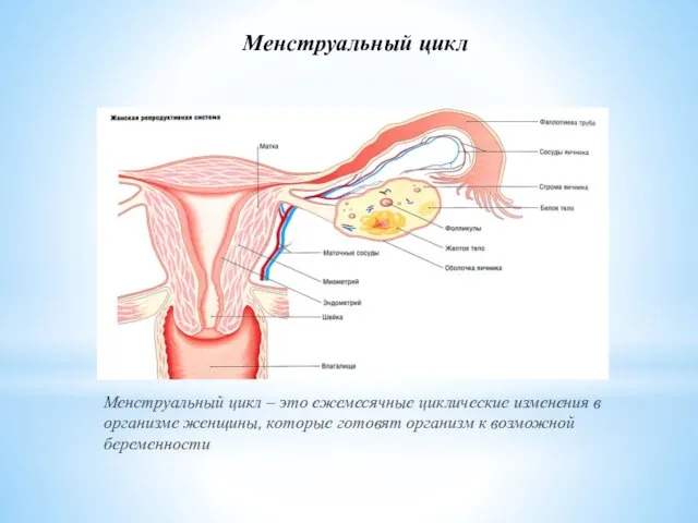 Менструальный цикл Менструальный цикл – это ежемесячные циклические изменения в организме женщины,