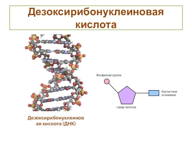 Дезоксирибонуклеиновая кислота Дезоксирибонуклеиновая кислота (ДНК)