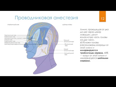 Проводниковая анестезия Линия, проходящая от уха до уха через центр макушки, делит