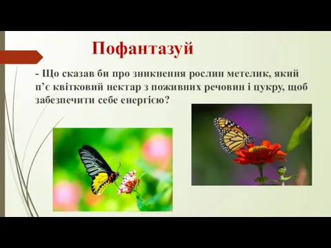 Пофантазуй - Що сказав би про зникнення рослин метелик, який п’є квітковий