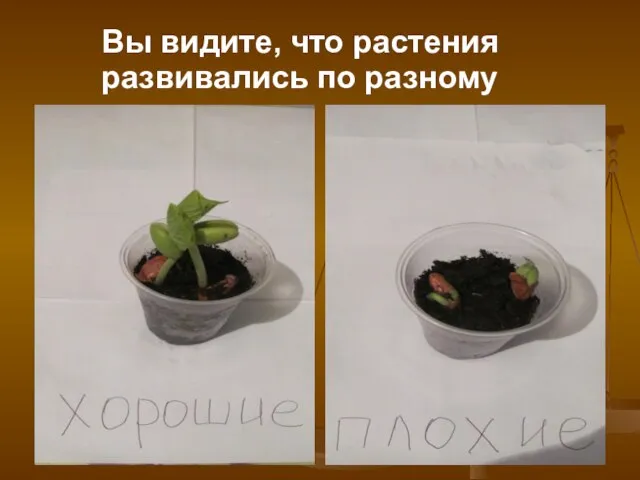 Вы видите, что растения развивались по разному