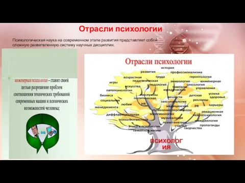 Отрасли психологии Психологическая наука на современном этапе развития представляет собой сложную разветвленную систему научных дисциплин.